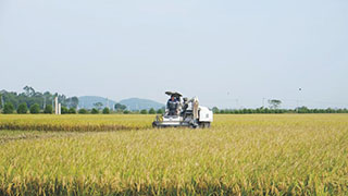 廣東某市耕地質(zhì)量保護與提升示范項目